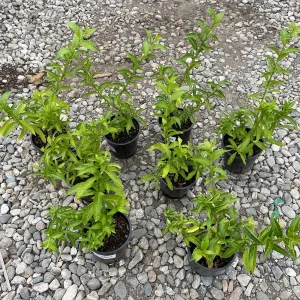 Night Blooming Jasmine Live Plant – 1 Gallon Cestrum nocturnum - Image 7