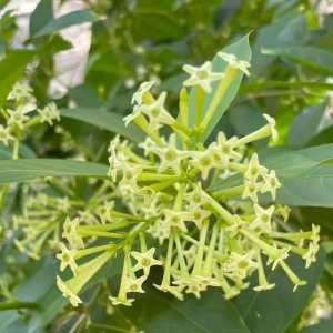Night Blooming Jasmine Live Plant – Fragrant Flowering Vine, 4-8 Inches, Outdoor - Image 2