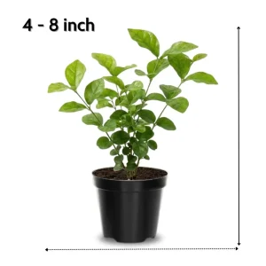 Night Blooming Jasmine Live Plant – Fragrant Flowering Vine, 4-8 Inches, Outdoor - Image 3