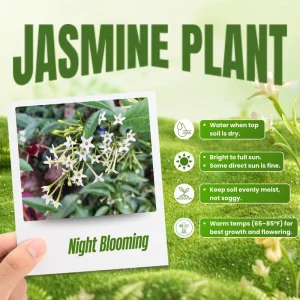 Night Blooming Jasmine Live Plant – Fragrant Flowering Vine, 4-8 Inches, Outdoor - Image 4
