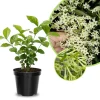 Night Blooming Jasmine Live Plant – Fragrant Flowering Vine, 4-8 Inches, Outdoor - Image 1