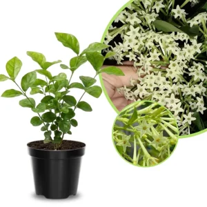Night Blooming Jasmine Live Plant – Fragrant Flowering Vine, 4-8 Inches, Outdoor - Image 1