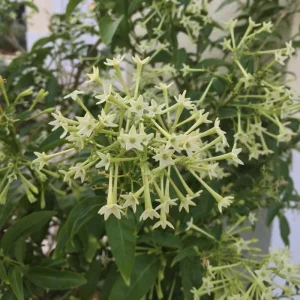 Night Blooming Jasmine Live Plant – Fragrant Flowering Vine, 4-8 Inches, Outdoor - Image 5