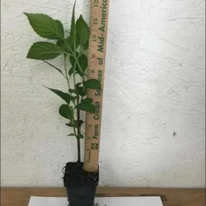 Nikko Blue Hydrangea Live Plant, 2.5 Inch Pot, Blue Mophead Bloom Shrub - Image 2