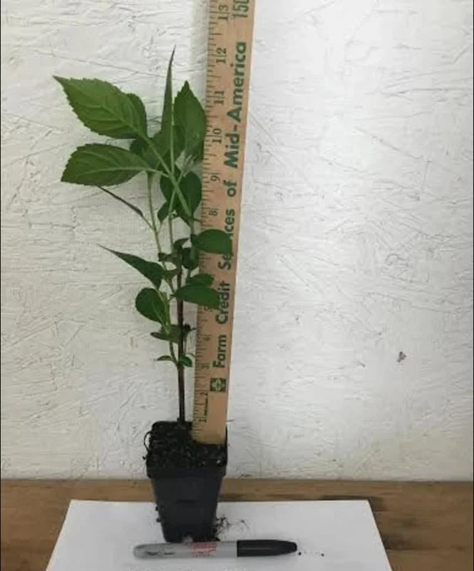 Nikko Blue Hydrangea Live Plant, 2.5 Inch Pot, Blue Mophead Bloom Shrub - Image 2