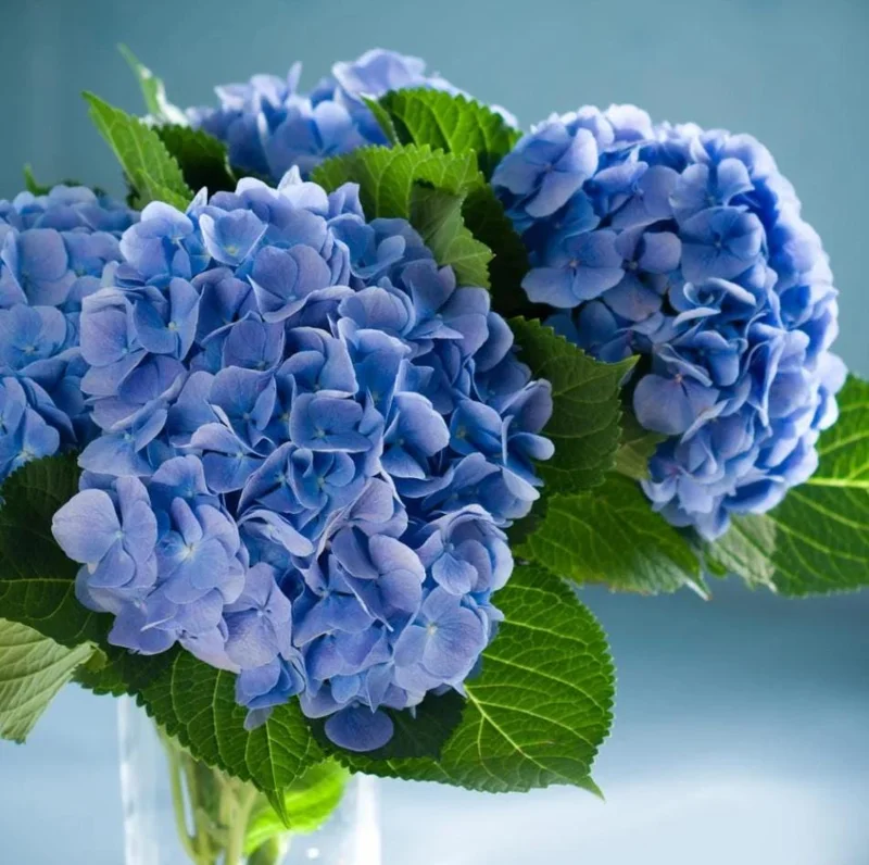 Nikko Blue Hydrangea Live Plant, 2.5 Inch Pot, Blue Mophead Bloom Shrub - Image 3