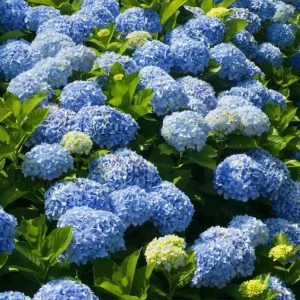 Nikko Blue Hydrangea Live Plant, 2.5 Inch Pot, Blue Mophead Bloom Shrub - Image 4