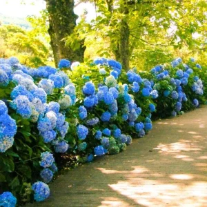 Nikko Blue Hydrangea Live Plant, 2.5 Inch Pot, Blue Mophead Bloom Shrub - Image 5