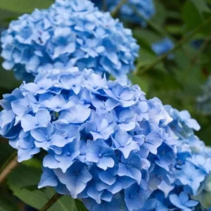 Nikko Blue Hydrangea Live Plant, 2.5 Inch Pot, Blue Mophead Bloom Shrub - Image 6