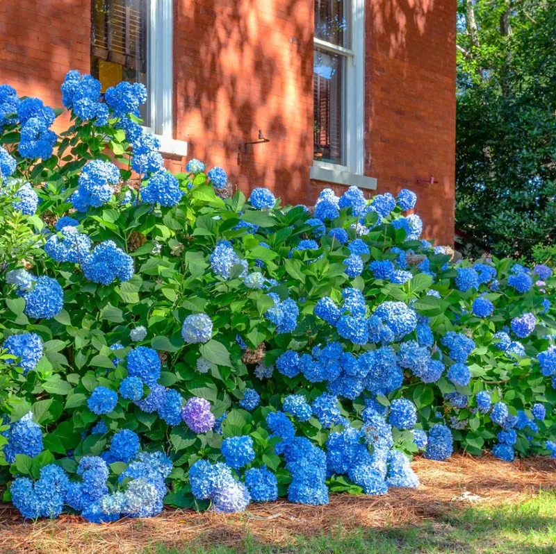 Nikko Blue Hydrangea Live Plant, 2.5 Inch Pot, Blue Mophead Bloom Shrub - Image 7