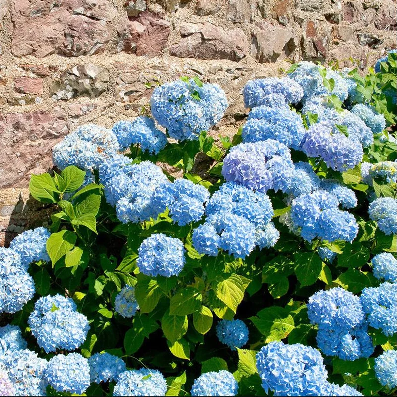 Nikko Blue Hydrangea Live Plant, 2.5 Inch Pot, Blue Mophead Bloom Shrub - Image 8