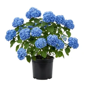 Nikko Blue Hydrangea Live Plant, 2.5 Inch Pot, Blue Mophead Bloom Shrub - Image 1