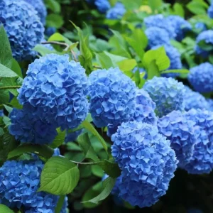 Nikko Blue Hydrangea Live Shrub Plant – Quart Pot (6-10" Tall) - Image 1