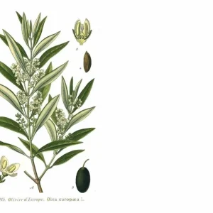 Oblonga Olive Tree - Olea Europaea Live Plant - Self-Pollinating - Image 2
