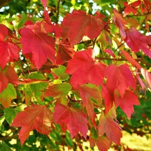 October Glory Maple Tree - Live Plant - Vibrant Red Fall Foliage Shade Tree - Image 1