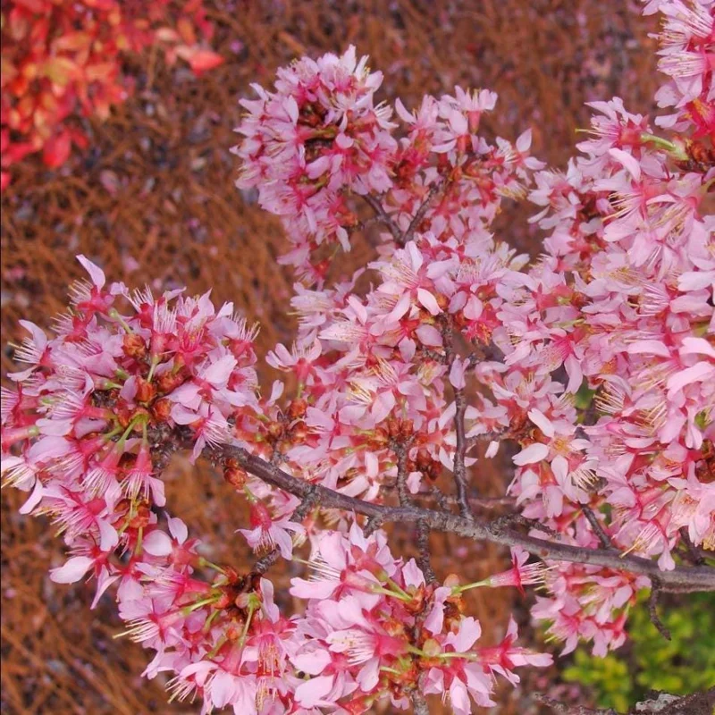 Okame Cherry Live Plant - Pink Cherry Blossom Seedling, 2.5 Inch Pot, Outdoor Tree - Image 3