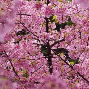 Okame Cherry Live Plant - Pink Cherry Blossom Seedling, 2.5 Inch Pot, Outdoor Tree - Image 4
