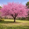 Okame Cherry Live Plant - Pink Cherry Blossom Seedling, 2.5 Inch Pot, Outdoor Tree - Image 1