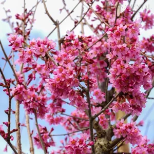 Okame Cherry Live Plant - Pink Cherry Blossom Seedling, 2.5 Inch Pot, Outdoor Tree - Image 5