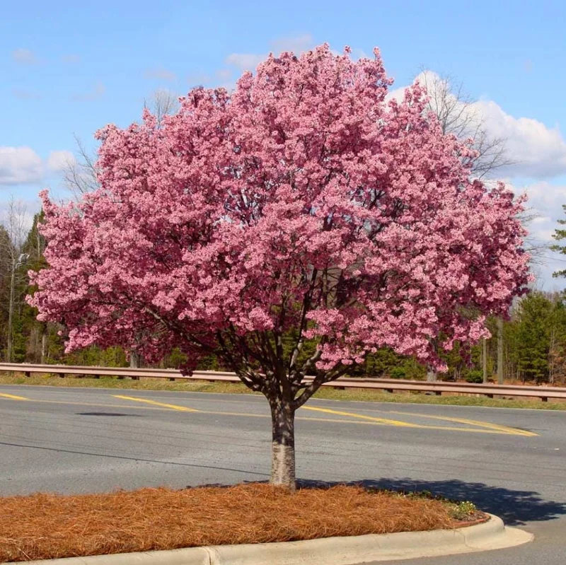 Okame Cherry Live Plant - Pink Cherry Blossom Seedling, 2.5 Inch Pot, Outdoor Tree - Image 7