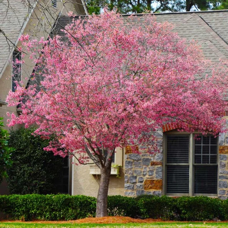 Okame Cherry Live Plant - Pink Cherry Blossom Seedling, 2.5 Inch Pot, Outdoor Tree - Image 8
