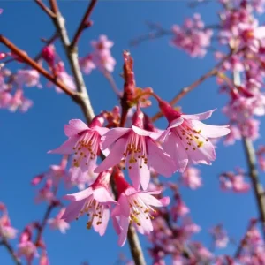 Okame Cherry Live Plant - Pink Cherry Blossom Seedling, 2.5 Inch Pot, Outdoor Tree - Image 9