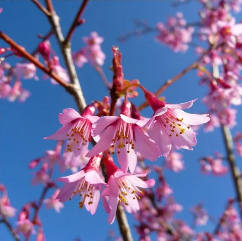 Okame Cherry Live Plant - Pink Cherry Blossom Seedling, 2.5 Inch Pot, Outdoor Tree - Image 9