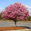 Okame Cherry Tree – Live Pink Flowering Plant – 6-12" Tall – Outdoor - Image 1