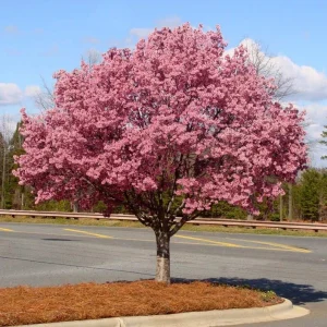 Okame Cherry Tree – Live Pink Flowering Plant – 6-12" Tall – Outdoor - Image 1