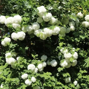 Old Fashion Snowball Viburnum Live Plant - White Blooms, 4 inch Pot, 6-12 inches Tall - Image 2