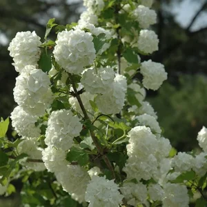 Old Fashion Snowball Viburnum Live Plant - White Blooms, 4 inch Pot, 6-12 inches Tall - Image 3