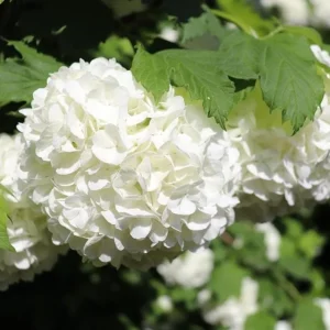 Old Fashion Snowball Viburnum Live Plant - White Blooms, 4 inch Pot, 6-12 inches Tall - Image 4