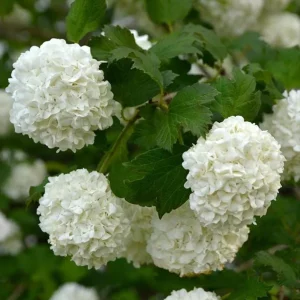 Old Fashion Snowball Viburnum Live Plant - White Blooms, 4 inch Pot, 6-12 inches Tall - Image 5