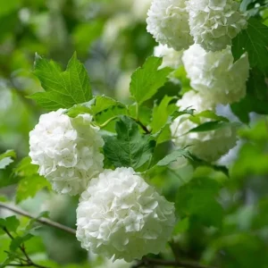 Old Fashion Snowball Viburnum Live Plant - White Blooms, 4 inch Pot, 6-12 inches Tall - Image 6