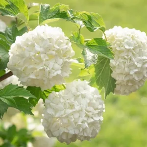 Old Fashion Snowball Viburnum Live Plant - White Blooms, 4 inch Pot, 6-12 inches Tall - Image 7