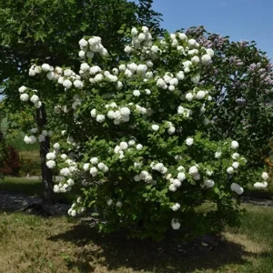 Old Fashion Snowball Viburnum Live Plant - White Blooms, 4 inch Pot, 6-12 inches Tall - Image 8