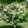 Old Fashion Snowball Viburnum Live Plant – White Blooms, 4" Pot, Outdoor Shrub - Image 1