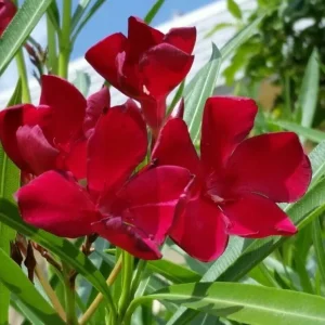 Oleander Live Cuttings - Red Flowering Shrub, 7 Unrooted Cuttings, 6 inch - Image 2