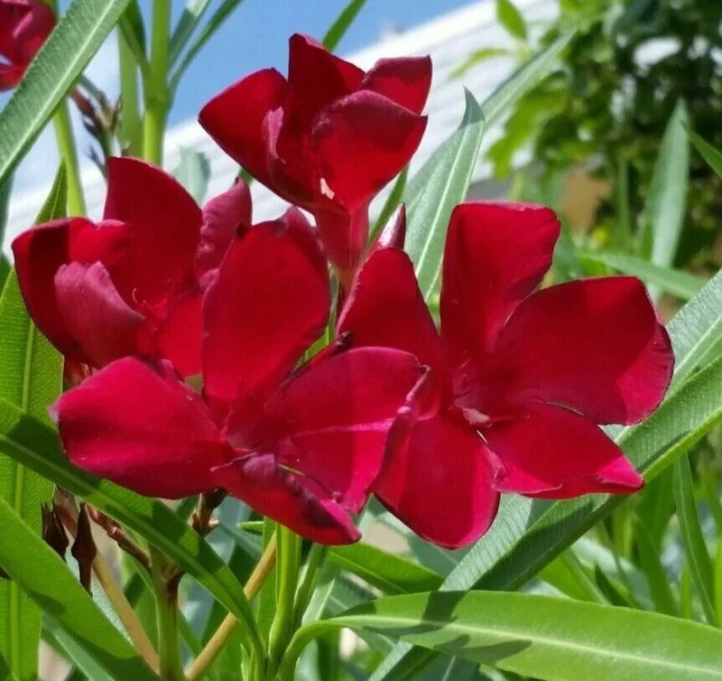 Oleander Live Cuttings - Red Flowering Shrub, 7 Unrooted Cuttings, 6 inch - Image 2
