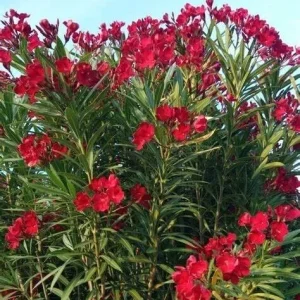Oleander Live Cuttings - Red Flowering Shrub, 7 Unrooted Cuttings, 6 inch - Image 3