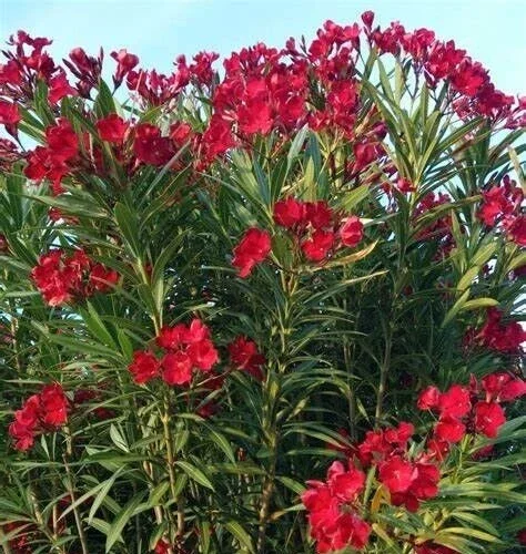 Oleander Live Cuttings - Red Flowering Shrub, 7 Unrooted Cuttings, 6 inch - Image 3