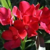 Oleander Live Cuttings - Red Flowering Shrub, 7 Unrooted Cuttings, 6 inch - Image 1