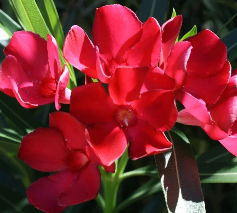 Oleander Live Cuttings - Red Flowering Shrub, 7 Unrooted Cuttings, 6 inch - Image 1