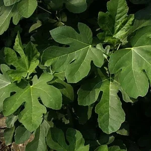 Olympian Fig Tree Live Plant - Fruiting Ficus Carica - Outdoor Edible Fruit Tree - Image 3