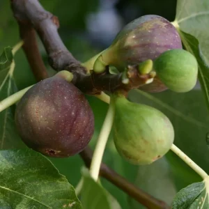Olympian Fig Tree Live Plant - Fruiting Ficus Carica - Outdoor Edible Fruit Tree - Image 4