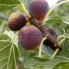 Olympian Fig Tree Live Plant - Fruiting Ficus Carica - Outdoor Edible Fruit Tree - Image 1