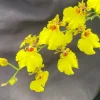Oncidesa Gower Ramsey Dancing Lady Orchid Live Plant, 2.5" Pot - Image 1