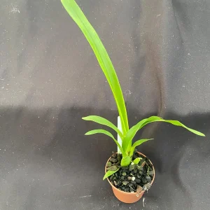 Oncidesa Gower Ramsey Dancing Lady Orchid Live Plant, 2.5