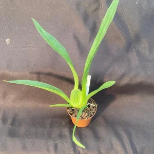 Oncidium Aka Baby 'Raspberry Chocolate' Orchid Plant - Fragrant, 2.5