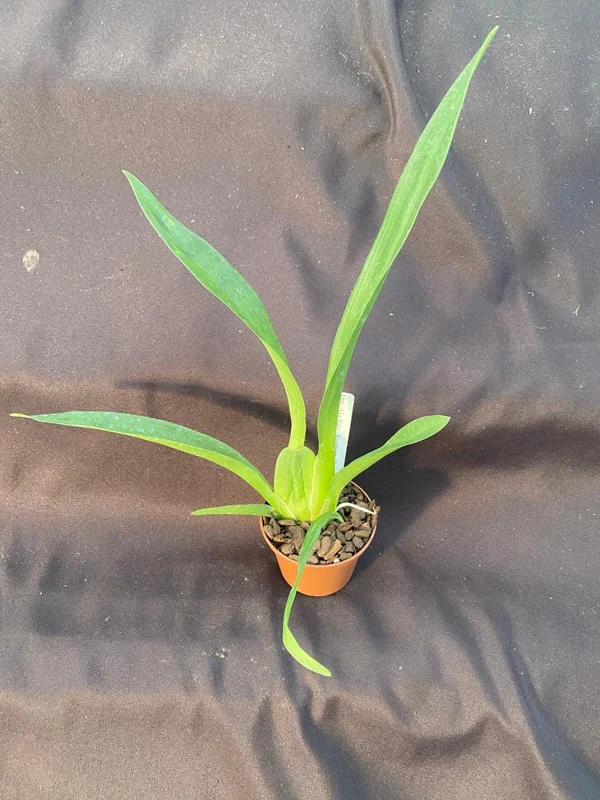 Oncidium Aka Baby 'Raspberry Chocolate' Orchid Plant - Fragrant, 2.5" Pot - Image 2